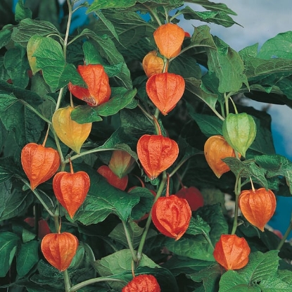 Picture of Physalis - Franchetii